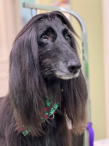 Pet Groomer «Doggie Style Bowtique», reviews and photos, 1713 Westport Rd, Kansas City, MO 64111, USA