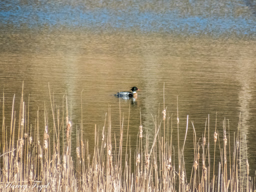 Nature Preserve «Asylum Lake Preserve», reviews and photos, 3836 S Drake Rd, Kalamazoo, MI 49008, USA