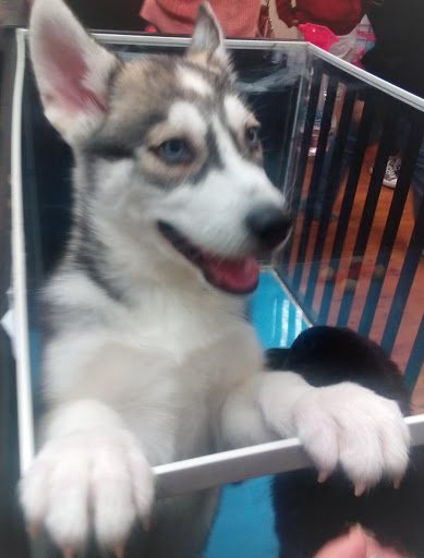 Pet Store «Furry Babies Inc», reviews and photos, 3340 Mall Loop Dr, Joliet, IL 60431, USA