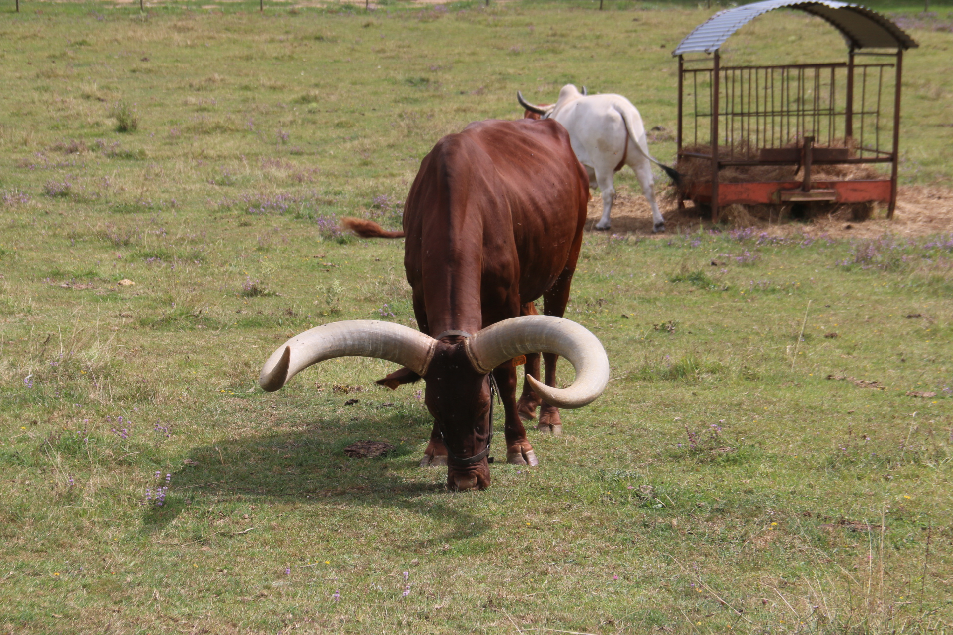 Photo n° 12 de l'avis de Patrice.o fait le 18/08/2023 à 18:06