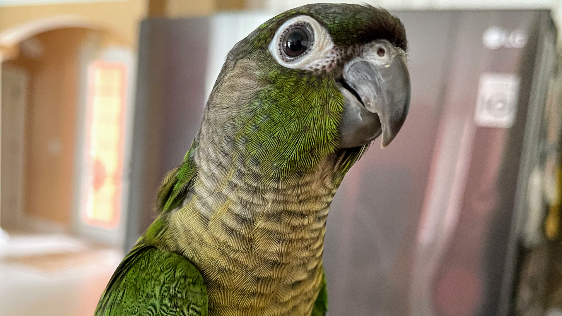 Swfl birds of a feather Parrot and bird rescue