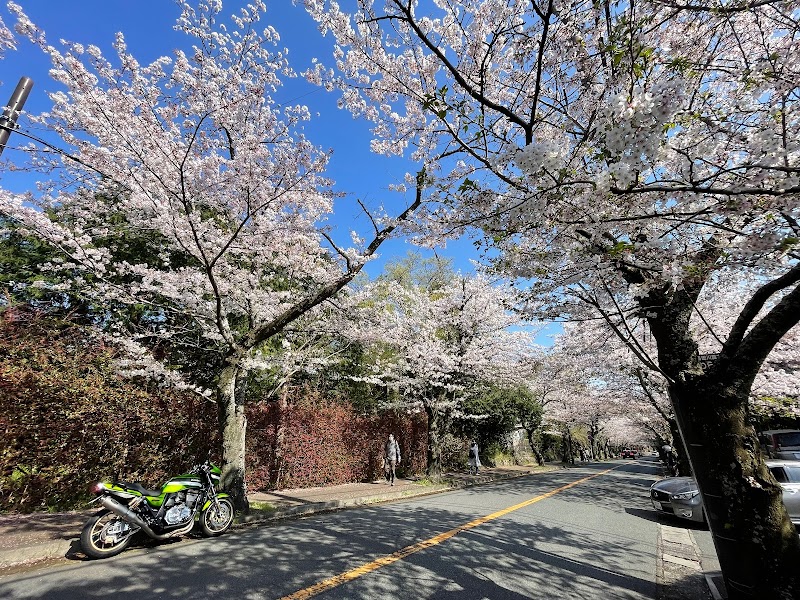 伊豆高原 桜並木