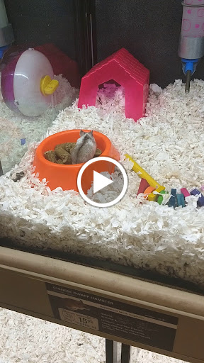 Pet Supply Store «PetSmart», reviews and photos, 1819 NE Pine Island Rd, Cape Coral, FL 33909, USA