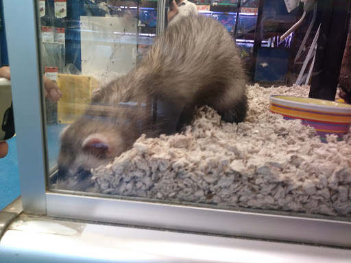 Pet Store «Petland Discounts - Paterson», reviews and photos, 128 Main St, Paterson, NJ 07505, USA