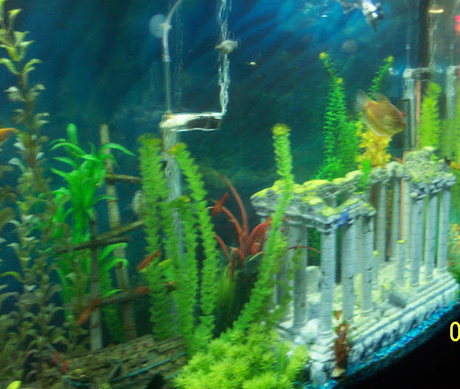 Pet Supply Store «Petco Animal Supplies», reviews and photos, 1500 N Town E Blvd, Mesquite, TX 75150, USA