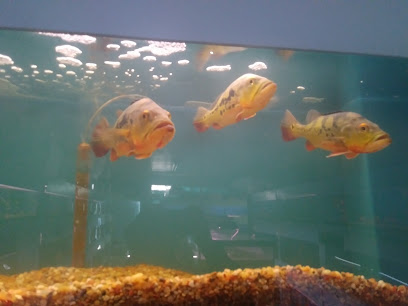 Hung Ming Aquarium