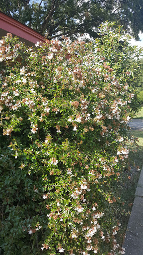 Shopping Mall «Cedar Park Shopping Center», reviews and photos, 207-331 S Cedar Ridge Dr, Duncanville, TX 75116, USA