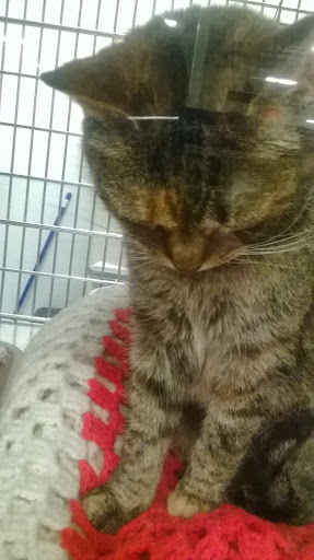 Pet Supply Store «PetSmart», reviews and photos, 70 Worcester-Providence Turnpike #240, Millbury, MA 01527, USA