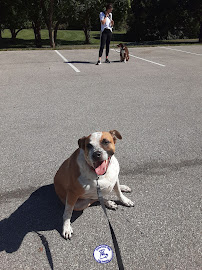 Personable Pets Dog Training - Photo 8 - Car repair in Olathe, KS, Overland Park