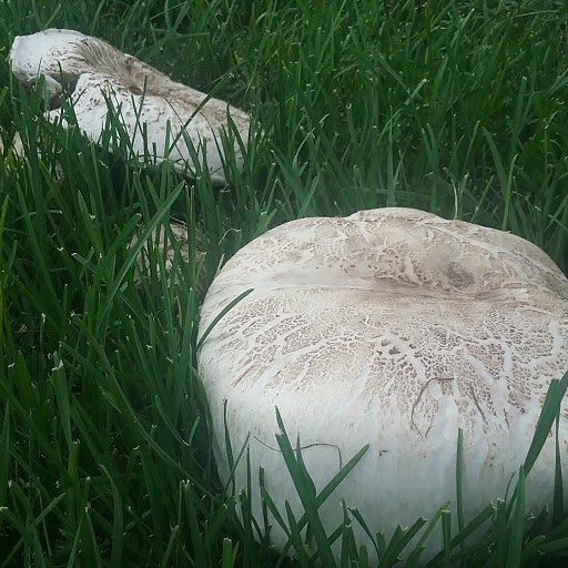 Park «Memorial Park», reviews and photos, 1605 E Pikes Peak Ave, Colorado Springs, CO 80910, USA