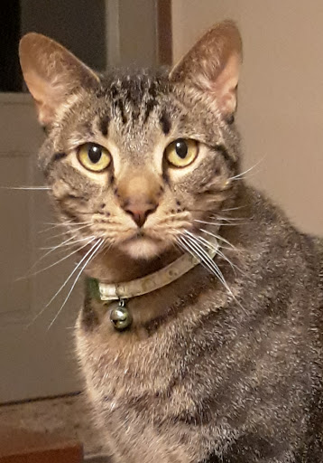 Pet Supply Store «High Paw Pet Supplies», reviews and photos, 503 US-285, Fairplay, CO 80440, USA