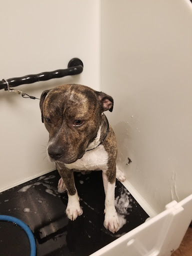 Pet Supply Store «EarthWise Pet Panama City», reviews and photos, 632 W 23rd St, Panama City, FL 32405, USA