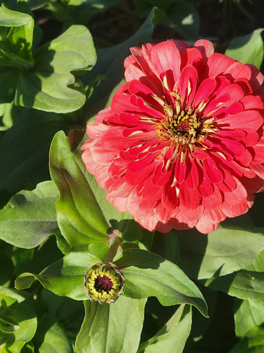 Pumpkin Patch «Spina Farms», reviews and photos, Santa Teresa Blvd, Morgan Hill, CA 95037, USA