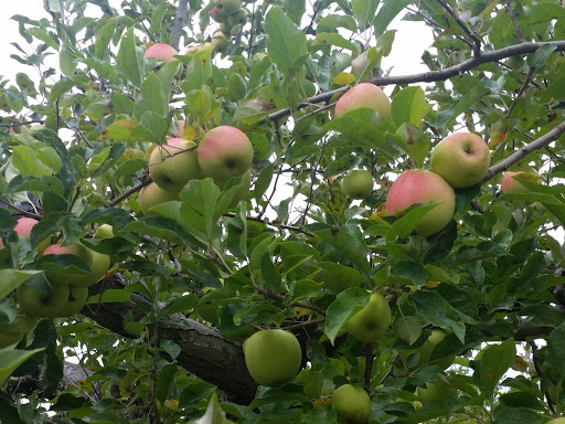 Winery «Furnace Brook Winery», reviews and photos, 508 Canaan Rd, Richmond, MA 01254, USA