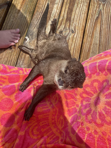 Tourist Attraction «Barn Hill Preserve», reviews and photos, 11370 LA-955, Ethel, LA 70730, USA