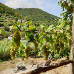 Photo n°5 de l'avis de Antonella.u fait le 16/08/2022 à 10:13 sur le  la Cantina del Sargente à Barano d'Ischia