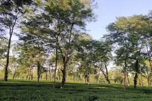 Nahorani Tea Estate image