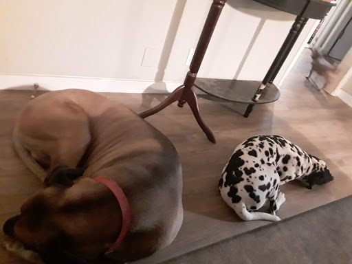 Pet Supply Store «PetSmart», reviews and photos, 3220 W Shaw Ave, Fresno, CA 93711, USA