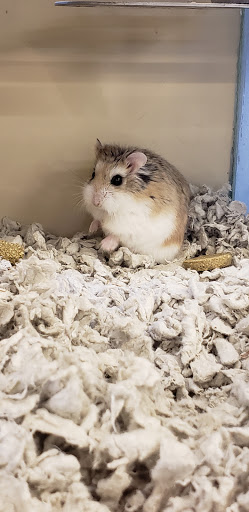 Pet Supply Store «Pet Supplies Plus», reviews and photos, 50633 Gratiot Ave, Chesterfield, MI 48051, USA