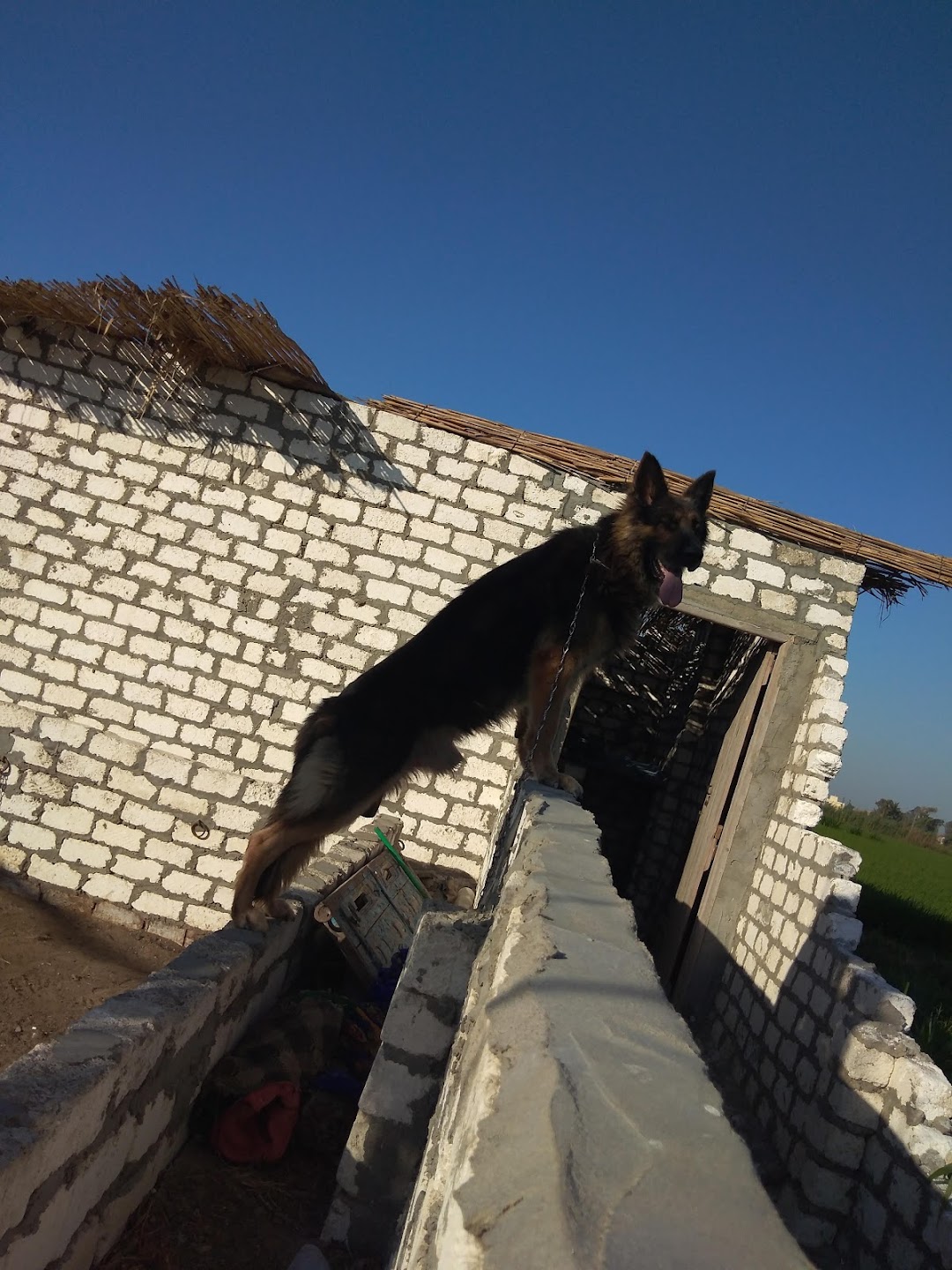 أكاديمية سوبر دوج لتدريب كلاب الحراسه