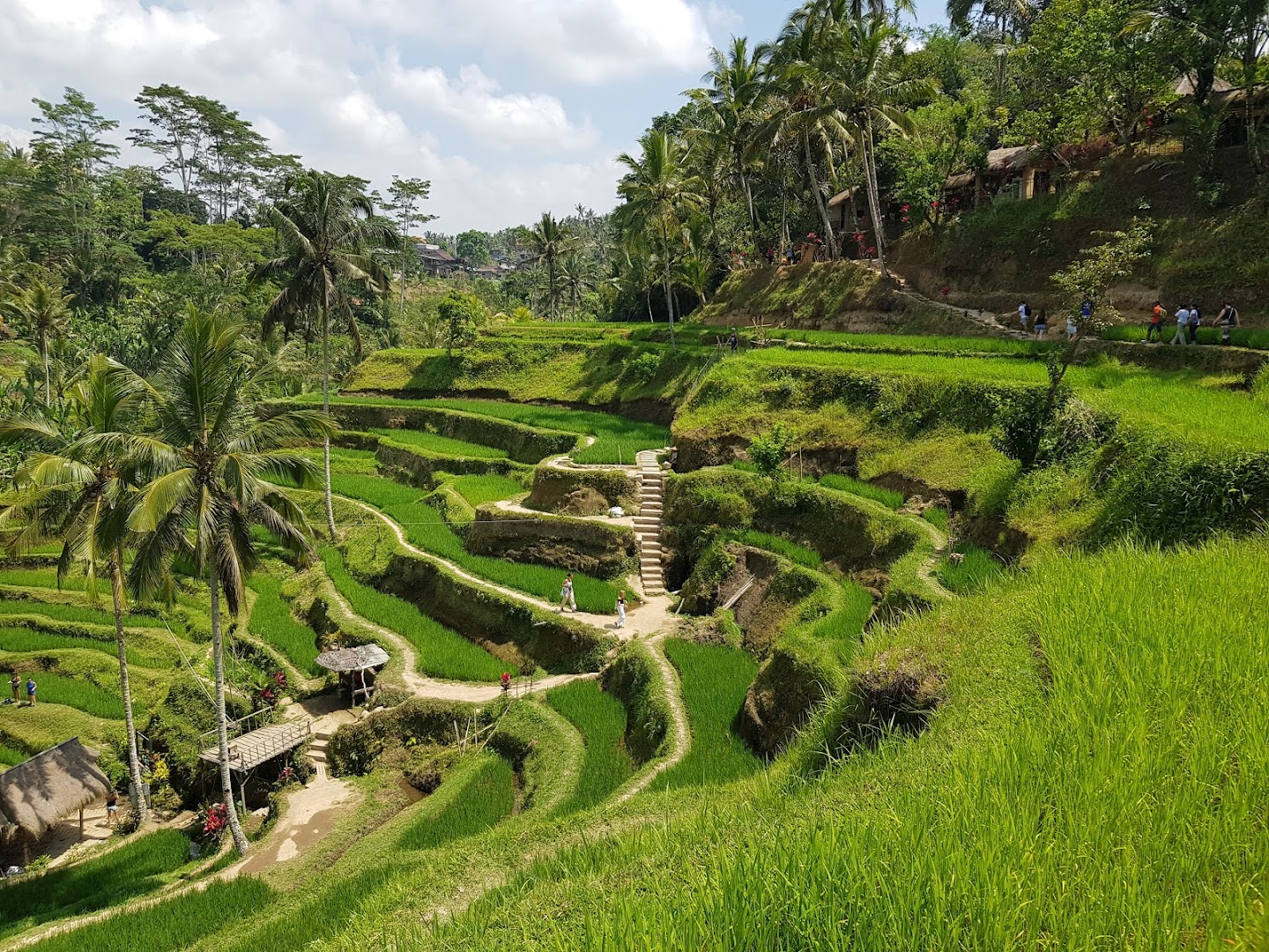 Gambar Tegallalang Rice Terrace