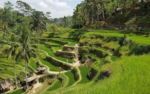 Ceking Rice Terrace image