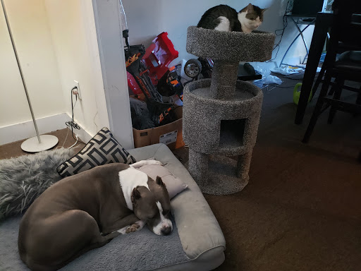 Pet Supply Store «PetSmart», reviews and photos, 9616 Reisterstown Rd #325, Owings Mills, MD 21117, USA