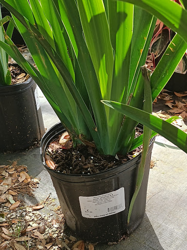 Plant Nursery «Wilcox Nursery», reviews and photos, 12501 Indian Rocks Rd, Largo, FL 33774, USA