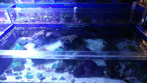 Pet Store «Aquarium & Reef Center», reviews and photos, 231 Del Prado Blvd, Cape Coral, FL 33990, USA