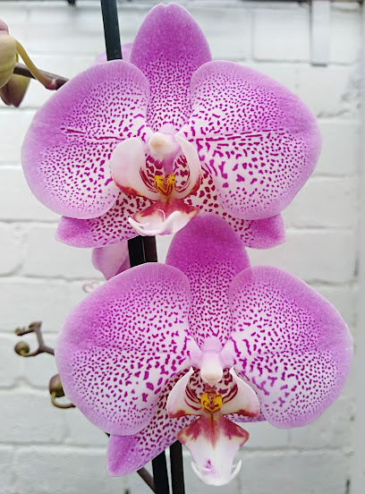 Orquídeas Amazon
