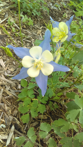 Park «Platt Park Recreation Center», reviews and photos, 1500 S Grant St, Denver, CO 80210, USA