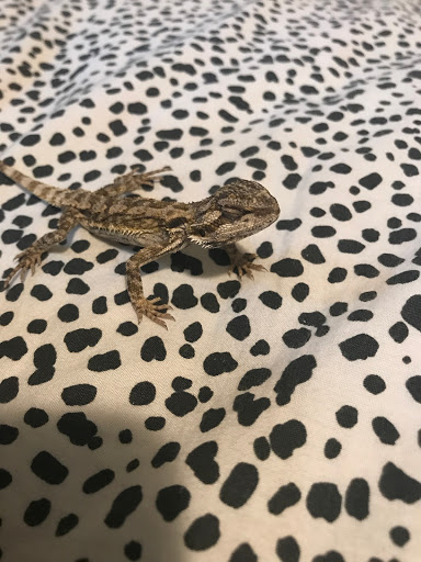 Pet Supply Store «PetSmart», reviews and photos, 20 W University Pkwy, Orem, UT 84058, USA