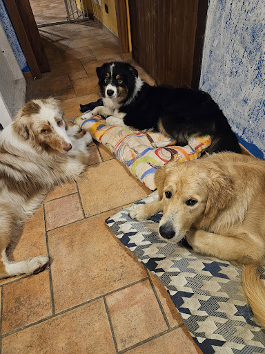 Pensioni per cani e dog hotel a Asilo per cani - Academy Dog Center