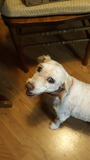 Pet Supply Store «PetSmart», reviews and photos, 157 Levittown Pkwy B, Levittown, PA 19055, USA