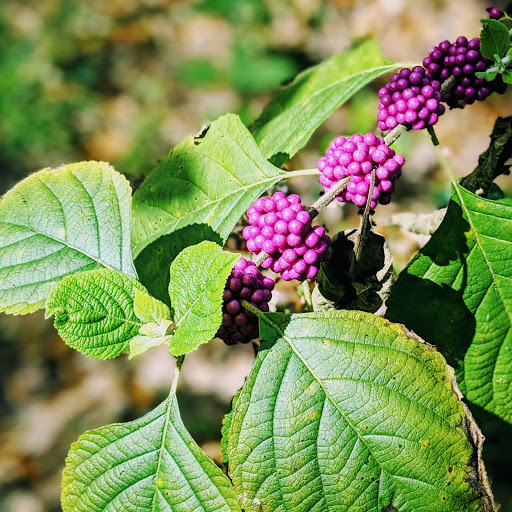 Park «Tree Tops Park», reviews and photos, 3900 SW 100th Ave, Davie, FL 33328, USA