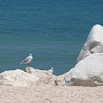 Photo n°1 de l'avis de Elisabetta.a fait le 30/07/2022 à 15:54 sur le  Ristorantino Da Enzo à Marina di Montemarciano