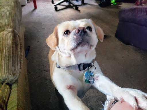 Pet Supply Store «Pet Supplies Plus», reviews and photos, 3100 Manchester Rd, Akron, OH 44319, USA