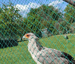 Eagle Encounters photo