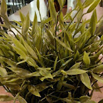 Photo n°7 de l'avis de Roberta.l fait le 18/12/2021 à 00:37 sur le  Napizz - Cesena à Cesena