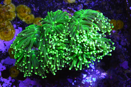 Pet Supply Store «New Wave Aquaria», reviews and photos, 14100 23rd Ave N, Minneapolis, MN 55447, USA