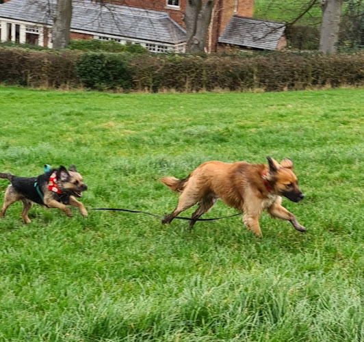 Poppijons dog training and walking - Preston