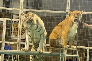 Big Cat Habitat image