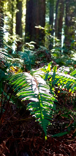 Nature Preserve «LandPaths Grove of Old Trees», reviews and photos, 17599 Fitzpatrick Ln, Occidental, CA 95465, USA