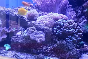 Aquarium Depot image