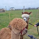 Photo n° 1 de l'avis de Yann.d fait le 19/02/2022 à 16:09 pour LES ALPAGAS DES EVOISSONS: Ferme pédagogique et élevage - Séjour animaux Vacances bien-être Picardie Somme 80 Guizancourt à Guizancourt