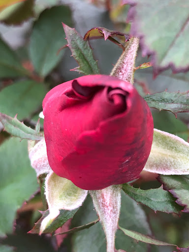 Moving Company «Liberty Bell Moving & Storage», reviews and photos, 422 1 Fore St 2 Suite #1, Portland, ME 04101, USA