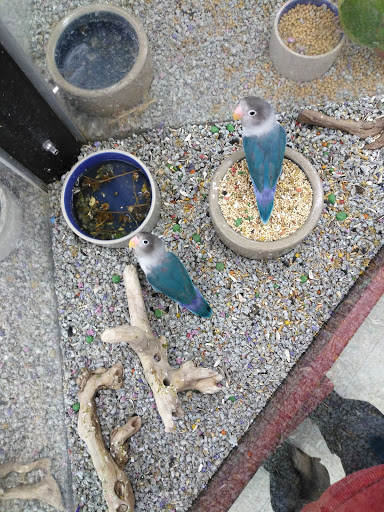 Pet Store «Pet Stop», reviews and photos, 6218 Nieman Rd, Shawnee, KS 66203, USA