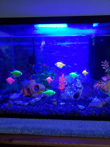 Pet Store «Pet Town», reviews and photos, 7804 Florence Ave, Downey, CA 90240, USA