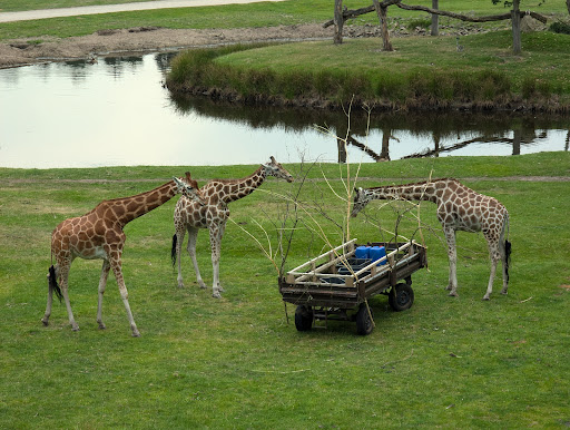 Serengeti Park Hodenhagen unter Hodenhagen, 