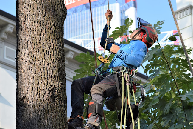 Gärtner - Giardiniere Arboswiss Sagl - Mendrisio